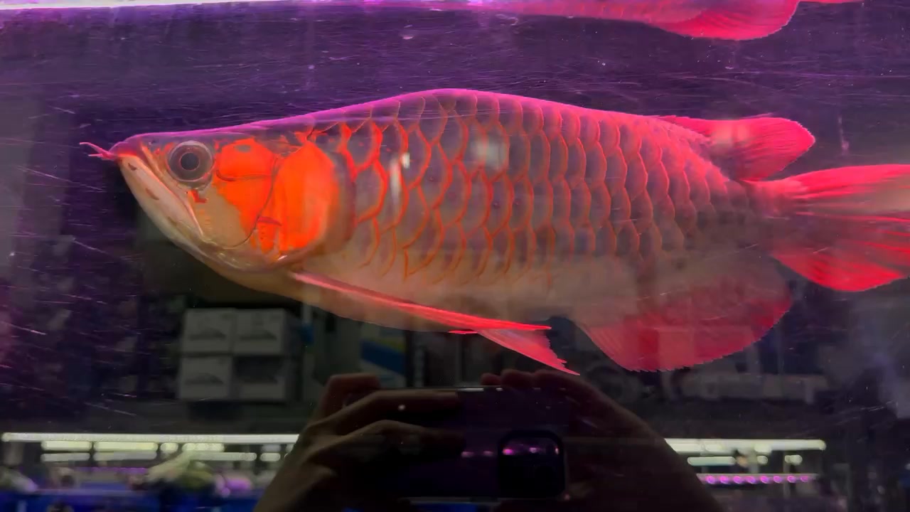 Xing Xing Aquarium | Singapore Singapore