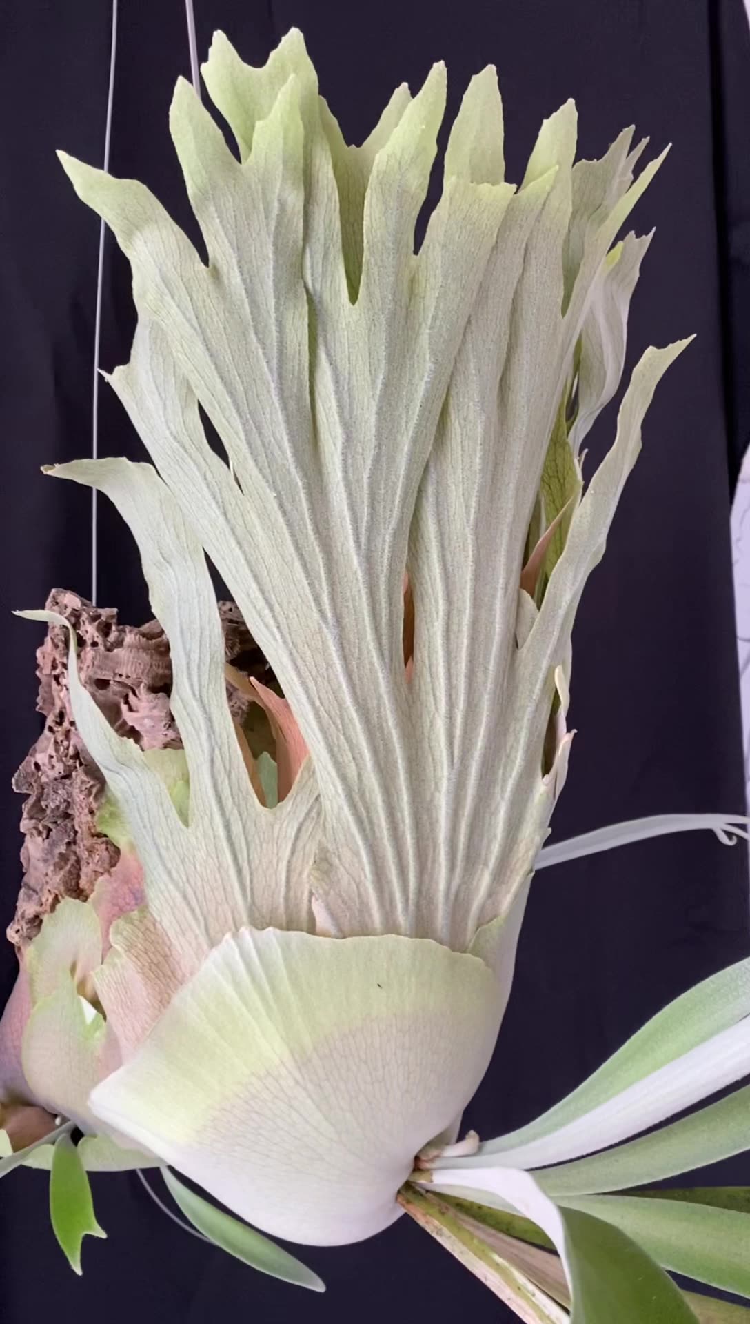 P.Willinckii x Veitchii Wild | 我愛鹿鹿iloveplatycerium
