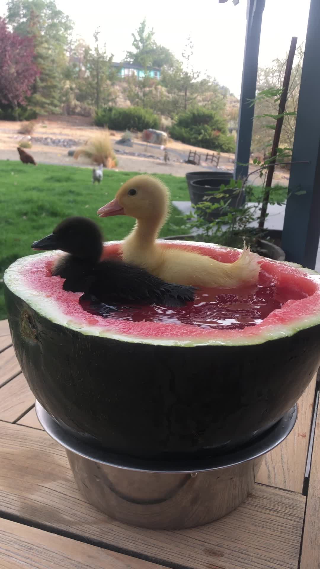 🍉 WATERMELON EATING CONTEST 🍉 This Friday 6/19 at the
