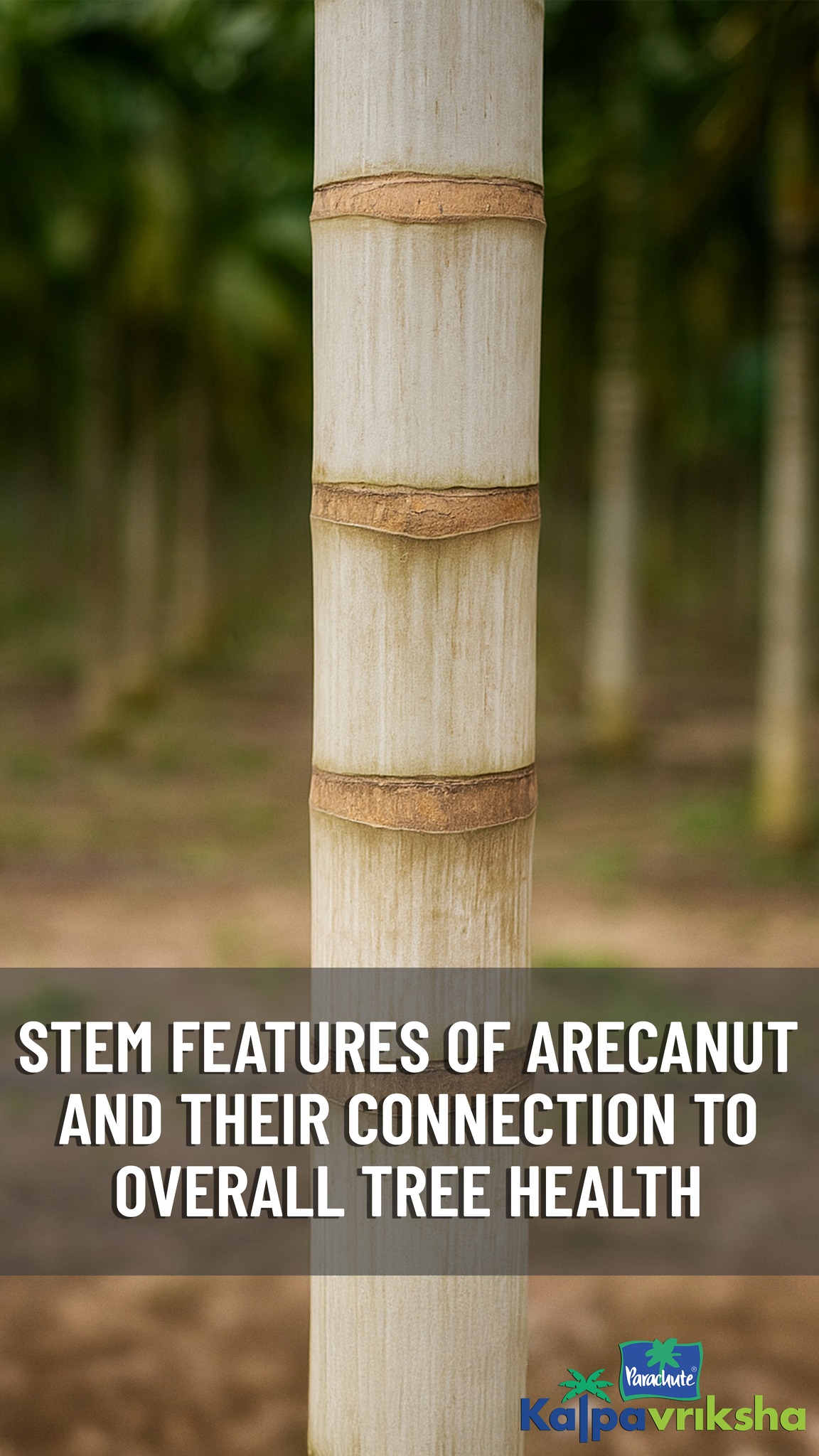 The stem of the arecanut tree, commonly known as the trunk, is a tall ...