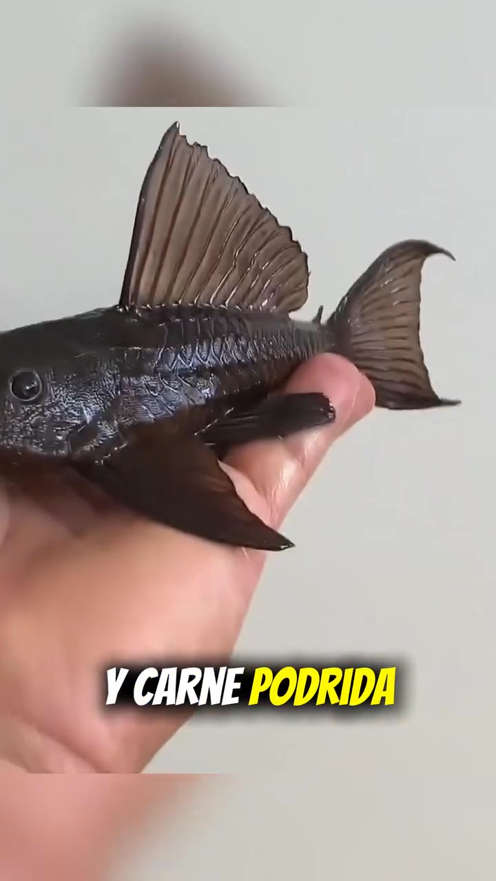 El pez que daña el ecosistema de los Río #río #pez #pezdiablo #usa # ...