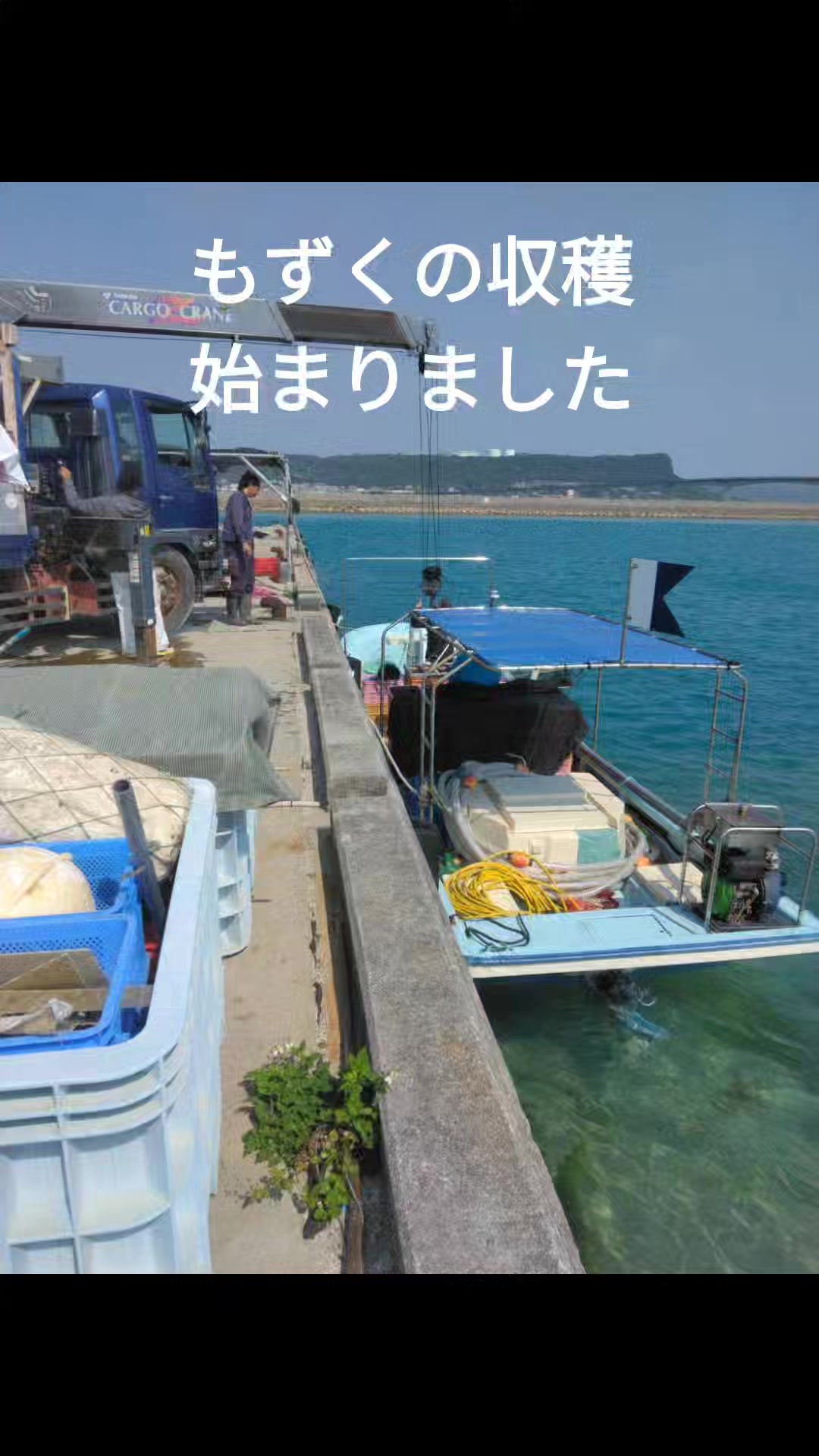 浜比嘉島産のもずく、今季の収穫が始まりました!!! うるま市ふるさと納税もやってます https://www.furusato-tax.jp ...