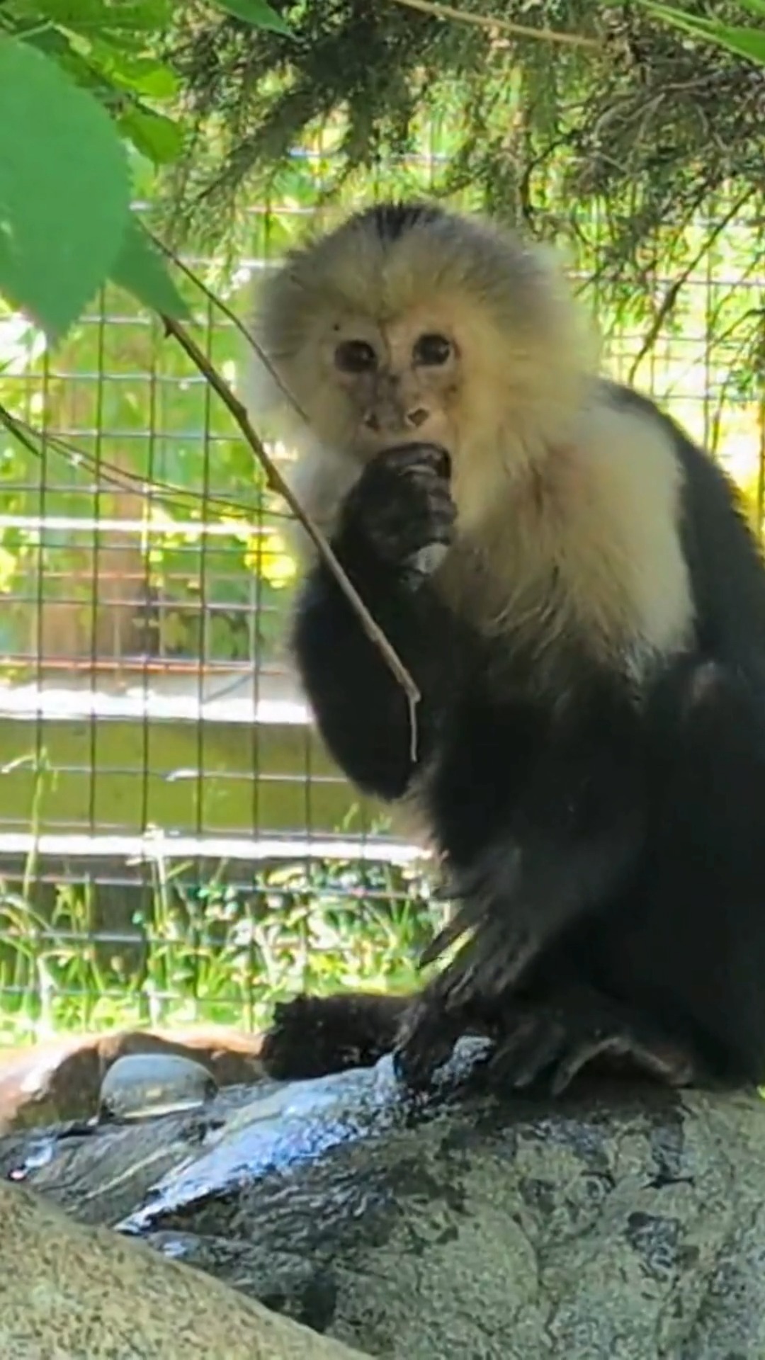 🧊 Mouka, the White-throated Capuchin, keeping cool by playing some with ...