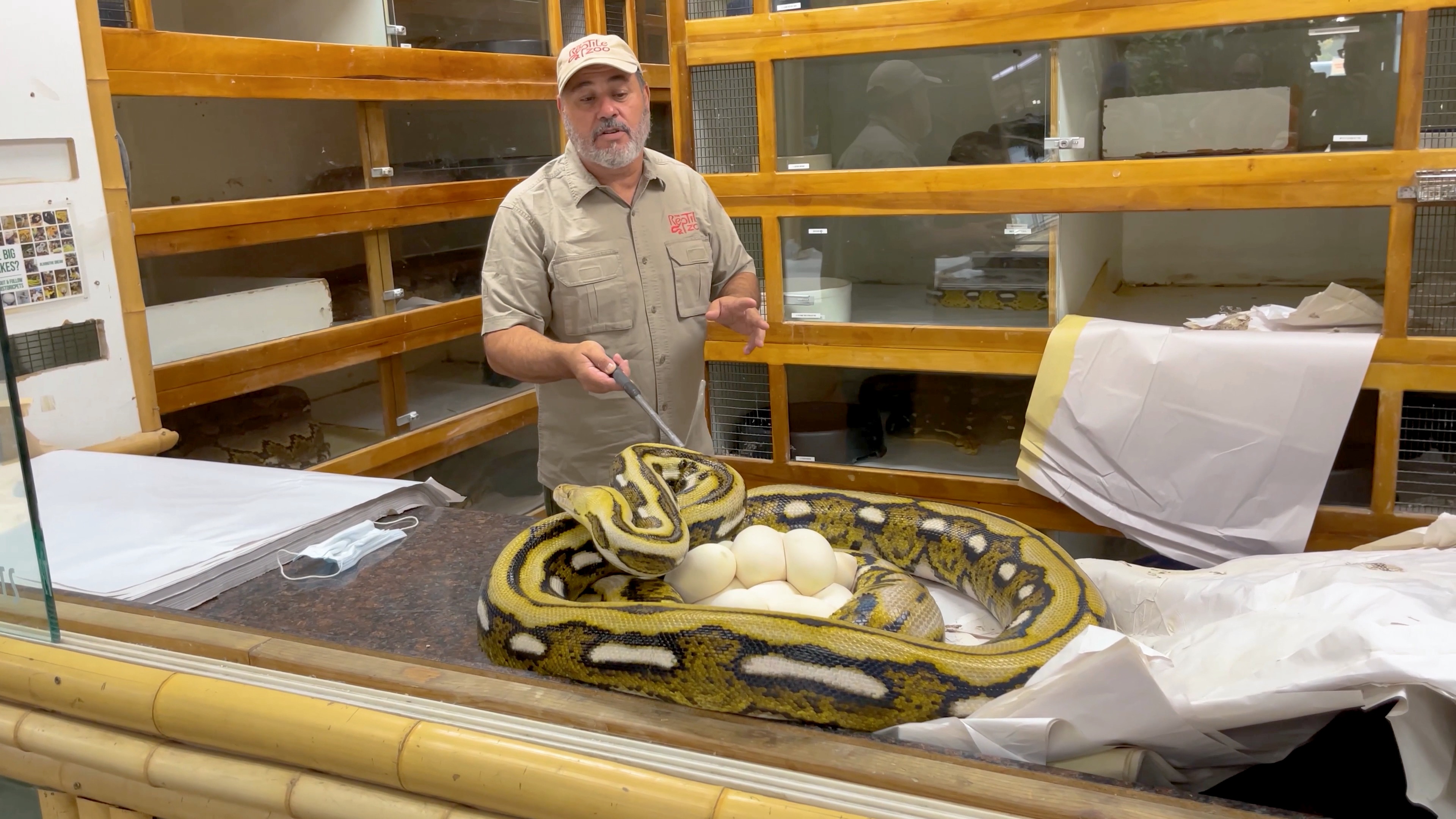 Getting up close with giant snakes comes with risks, and I’ve learned ...