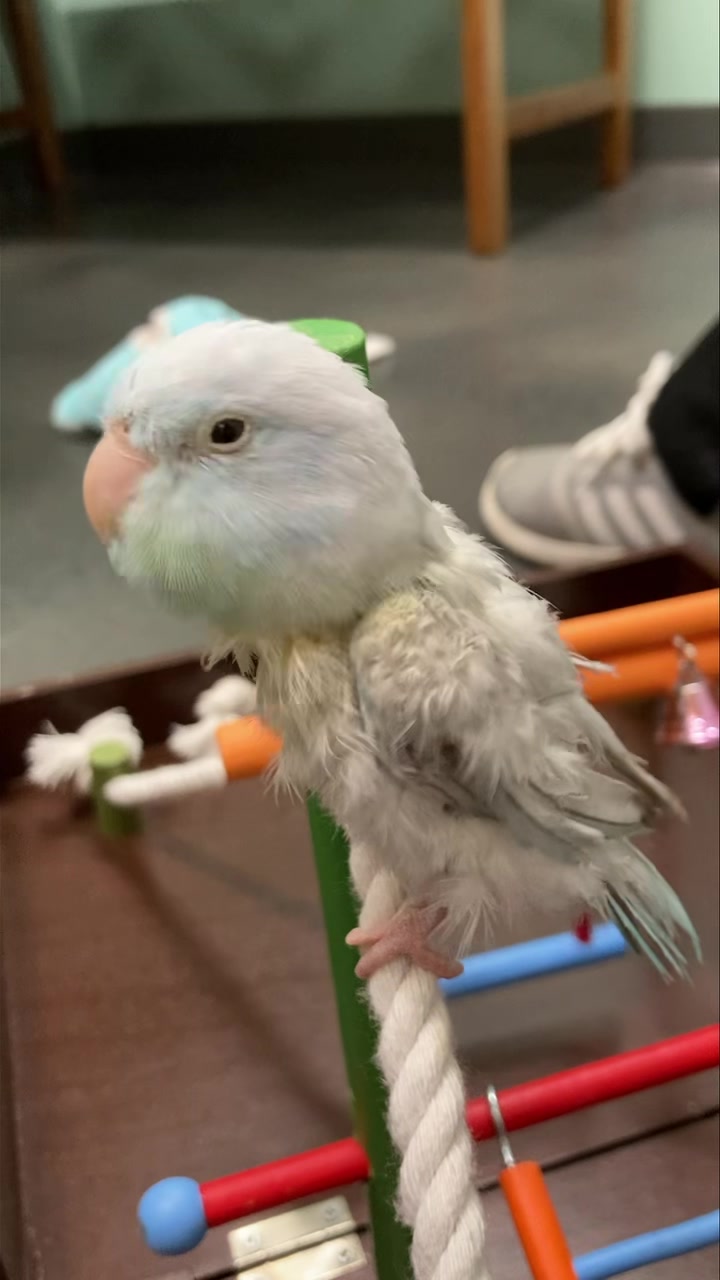 This little parrotlet has A LOT to say! Happy World Parrot Day ...
