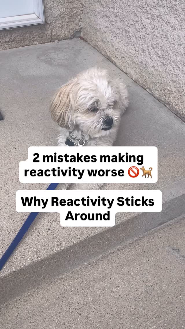 If you want to create a calm and obedient dog, you need to start with ...