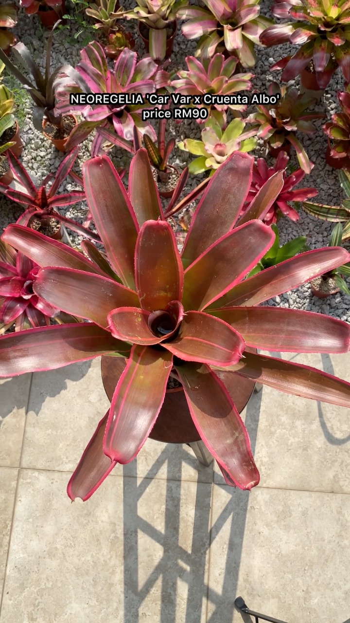 NEOREGELIA 'Car Var x Cruenta Albo' #bromeliadslover #bromeliad