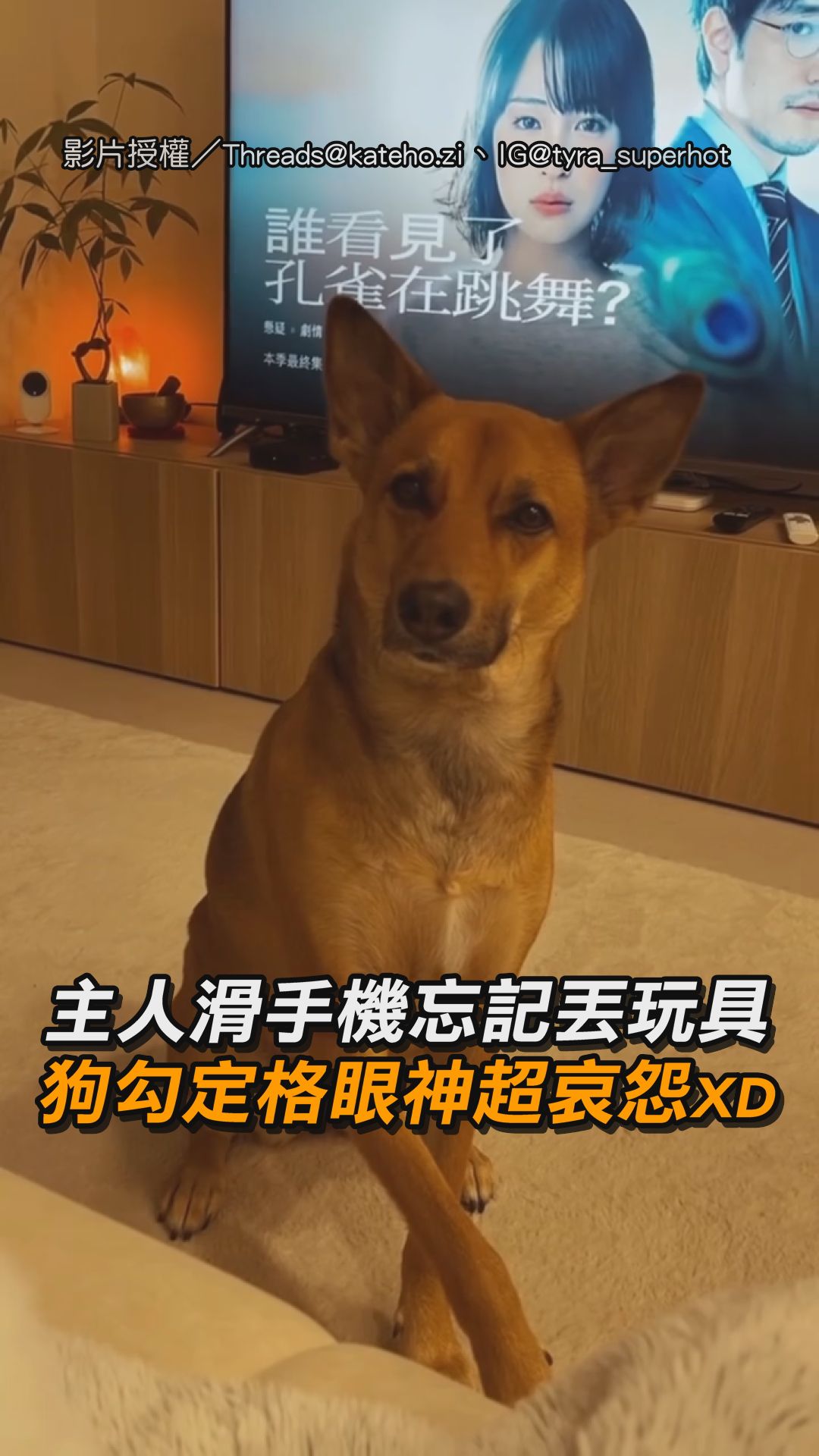 幫狗勾點播一首〈痴心絕對〉😭 【主人滑手機忘記丟玩具 狗勾定格眼神超哀怨XD】 影片授權／Threads @kateho.zi、IG ...