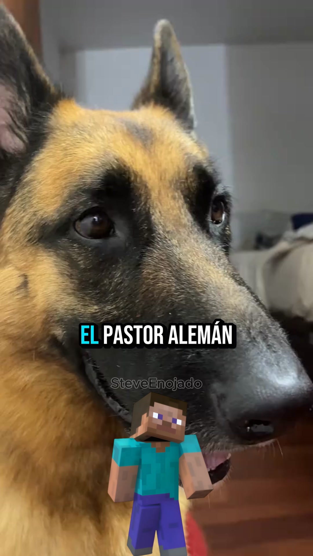 Steve - El Pastor Aleman no es para cualquiera 😭😭 #humor... | Facebook