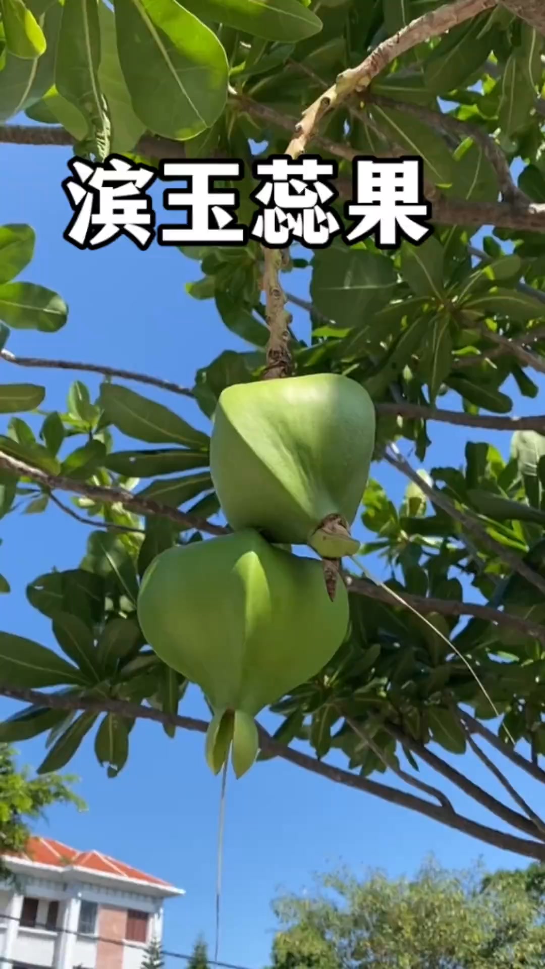 长得像“妙蛙种子”的奇怪果实，在海边捡到了需要注意，它也叫鱼毒树、海毒树。#植物科普 #一日一植物 #滨玉蕊#有毒植物 | 冷暖自知-家常菜 ...