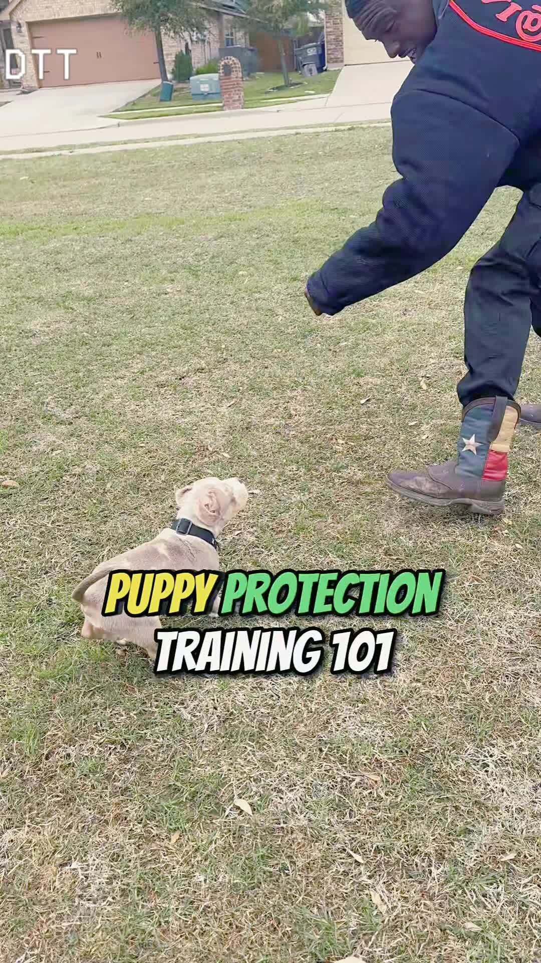 Reliable dogs come from calm repetition 🐾 Learn More : https://en ...