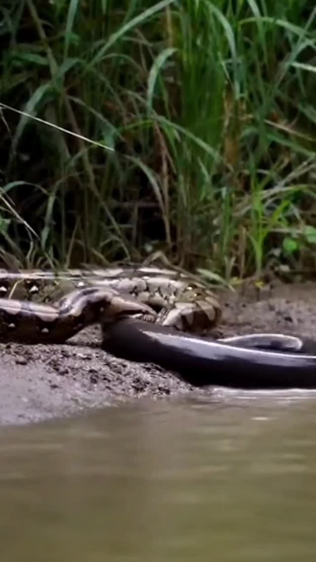 Python vs Electric Eel 🤯 #animals #wildlife #viral #trending #reel # ...