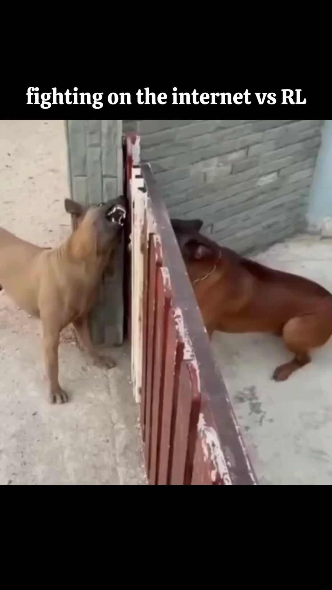 internet vs real life #funny #fail #dog #arguing #online #vs #real ...