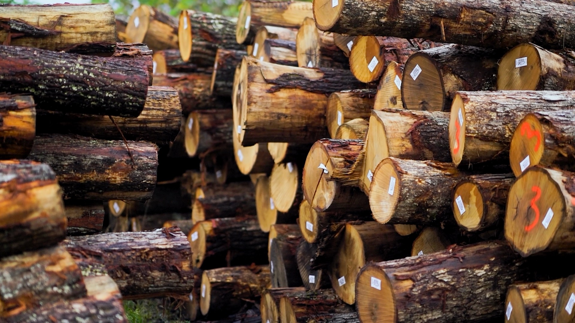 For generations, responsible logging has been part of land stewardship ...