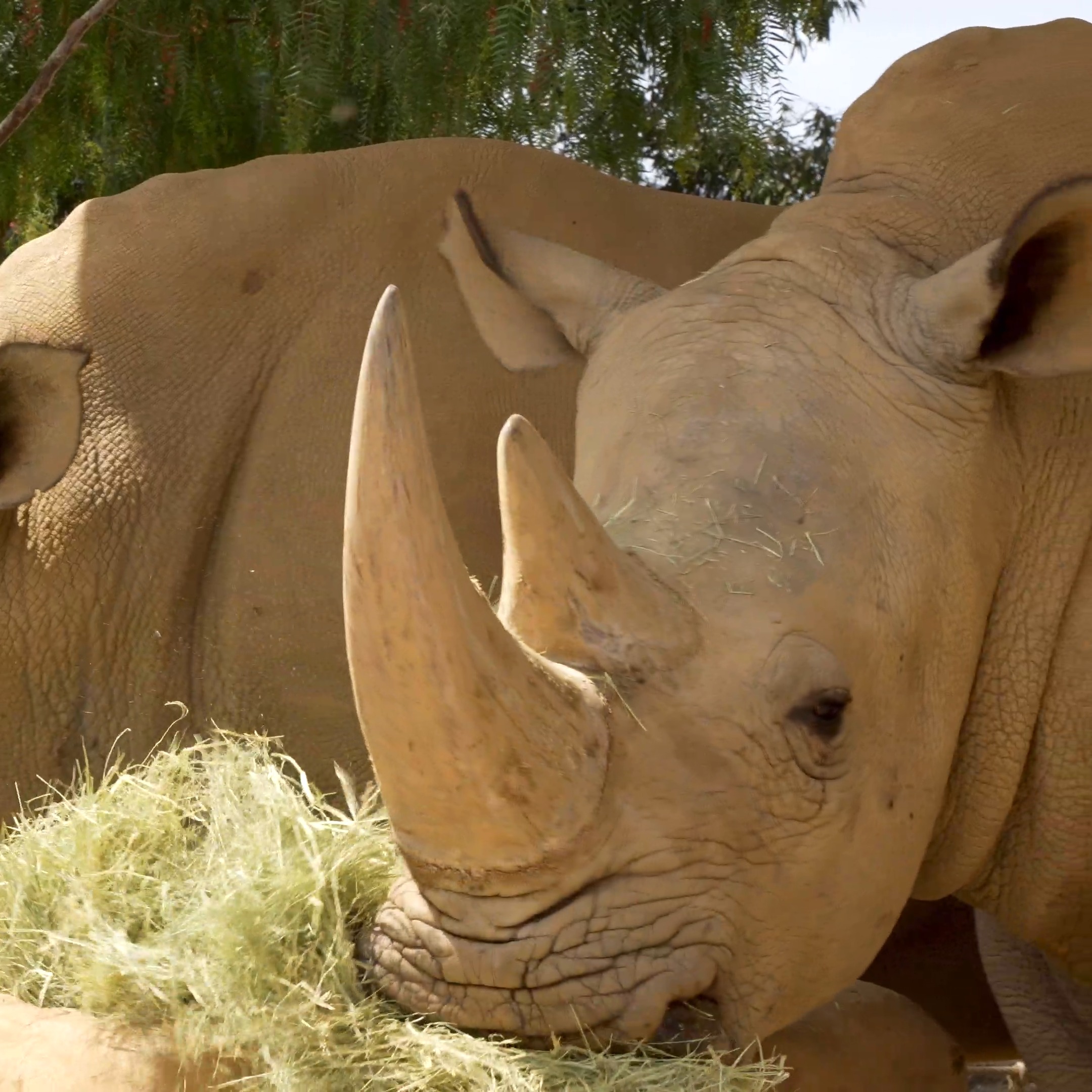 Secret's out - Livia is pregnant! San Diego Zoo Wildlife Alliance