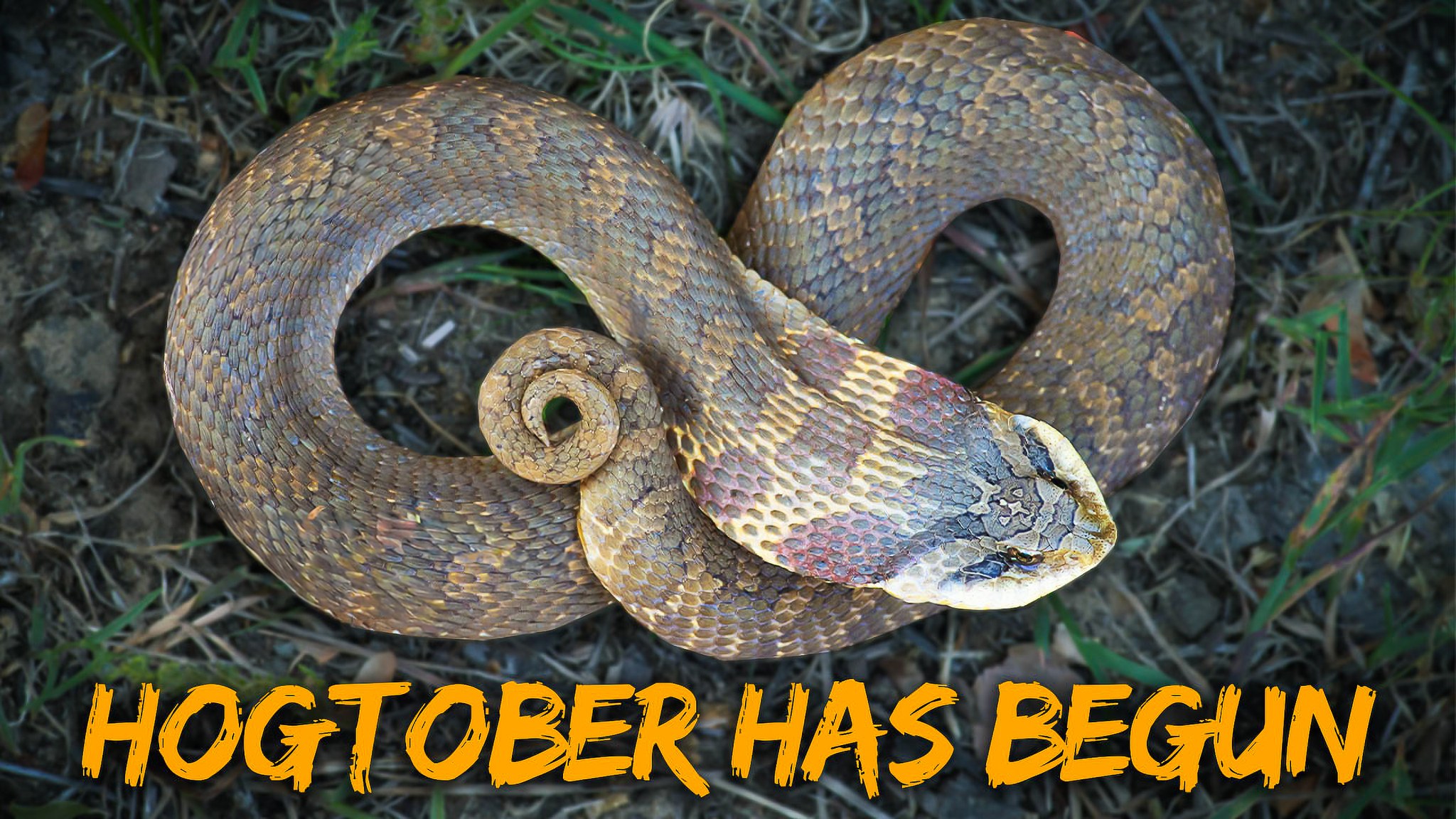This fall I got out with some friends for a day of snake searching in ...
