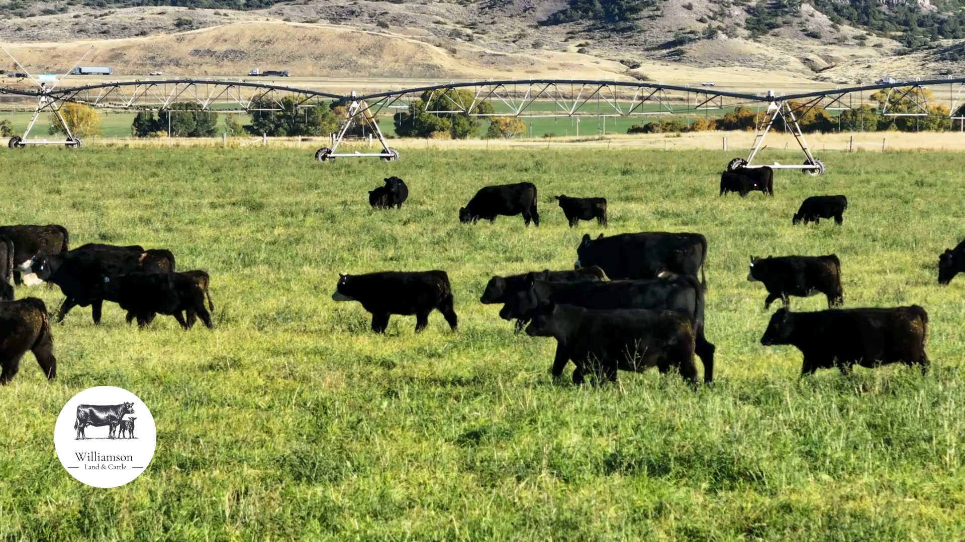 SOLD! 3-4 yr old, April – May calving, Ship Nov 1-15th! # Of head- 120 ...