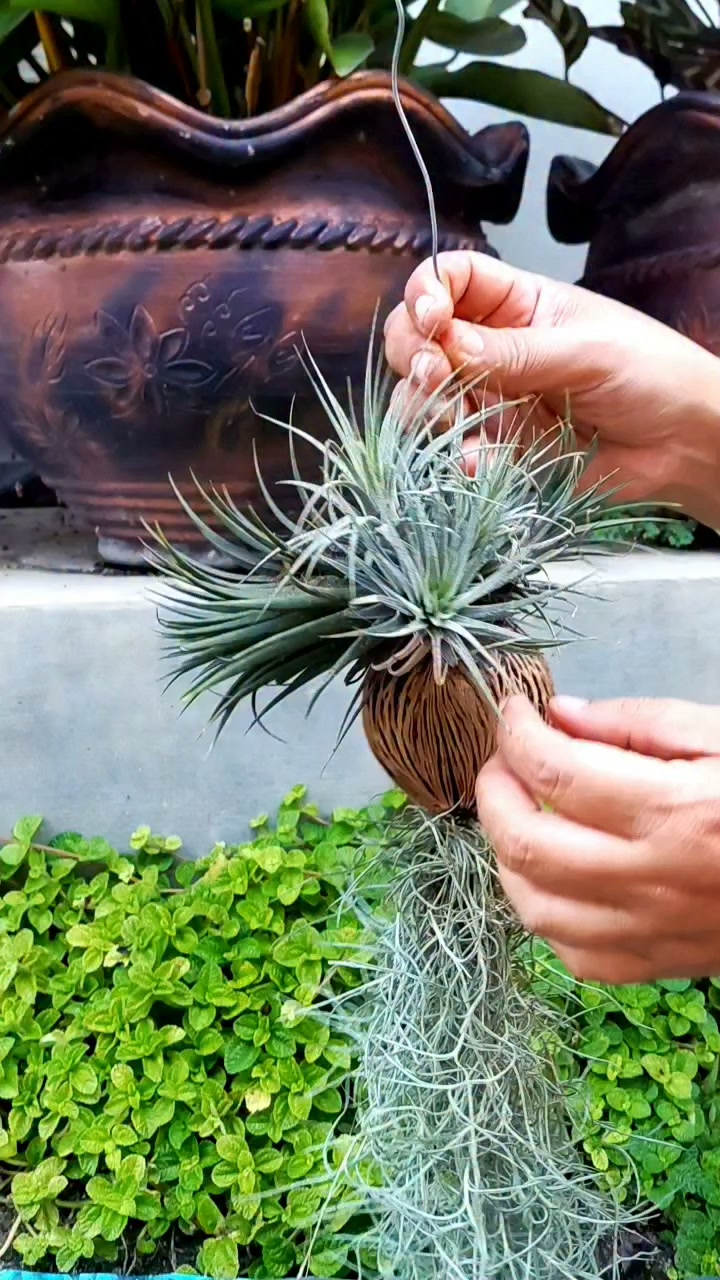 Tillandsia concolor Red Prince: The normal Tillandsia concolor has