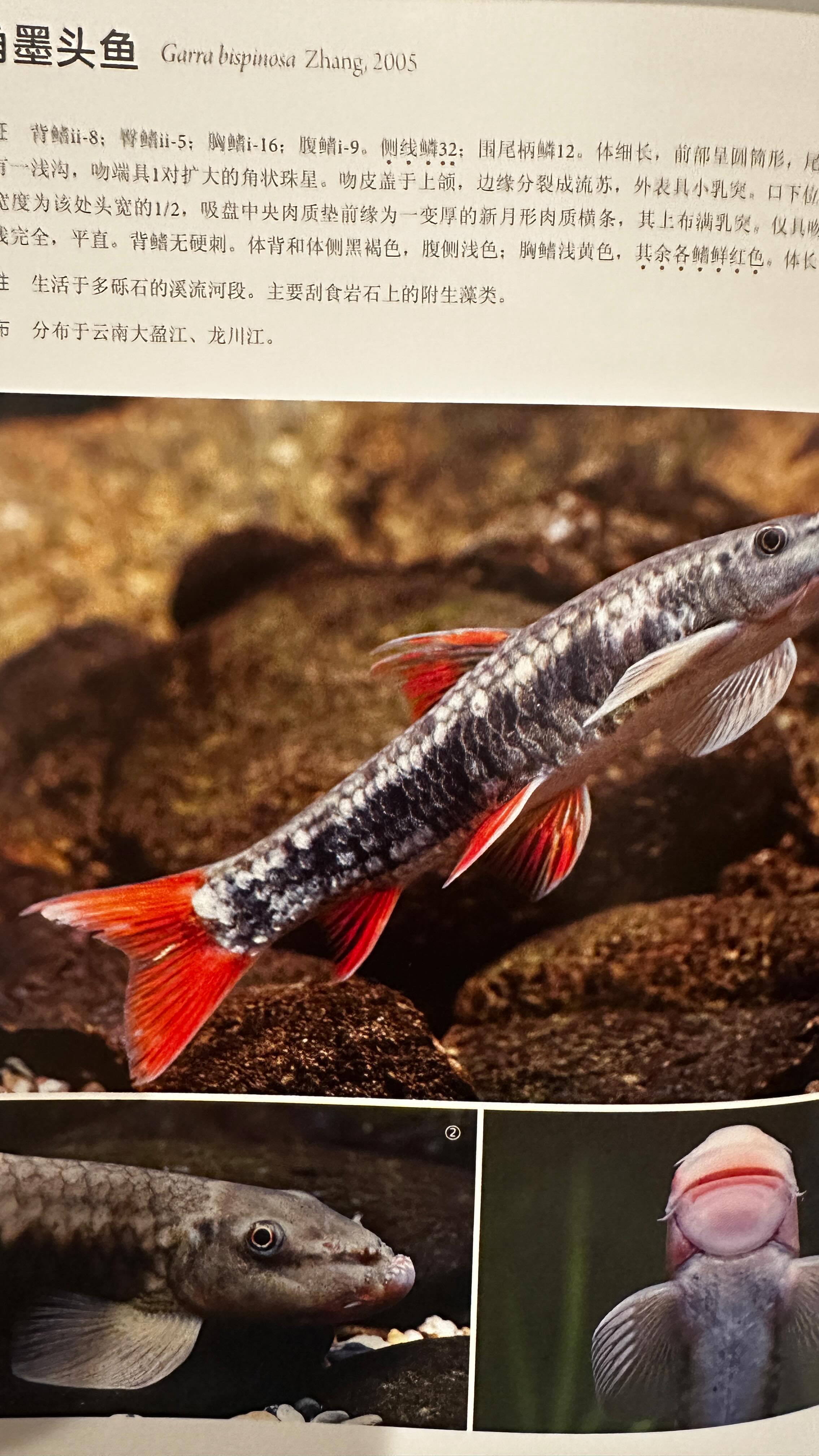 I have an extra copy of Jorgen Scheel's classic killifish' book