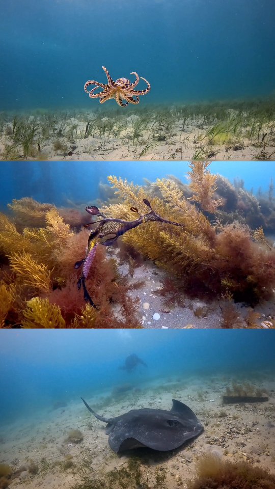 An exceptional weekend of diving with @scubadoctorau with three of ...