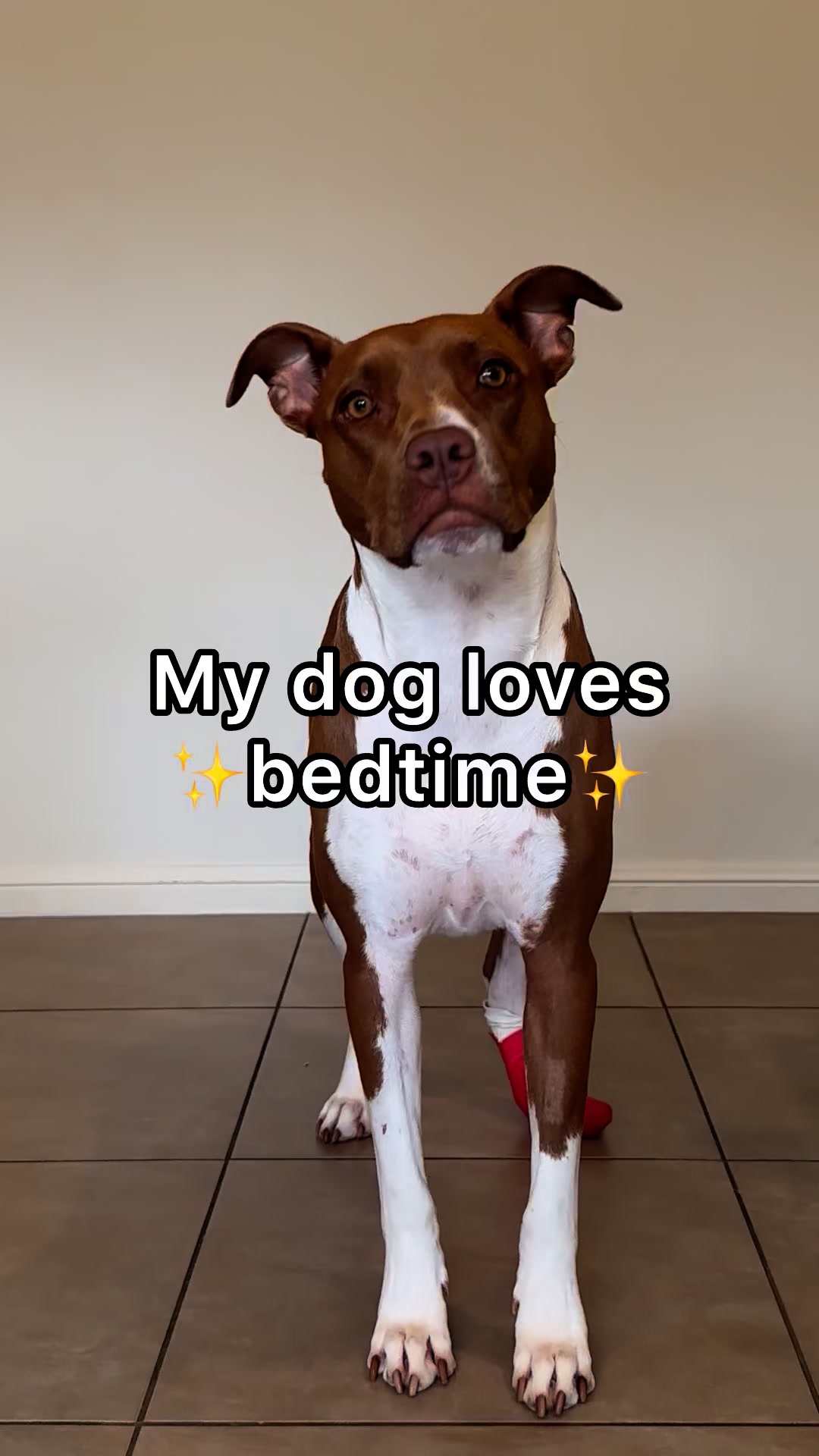 My Dog’s Bedtime Routine Will Melt Your Heart 🥹🐾 #rescuedog #dog # ...