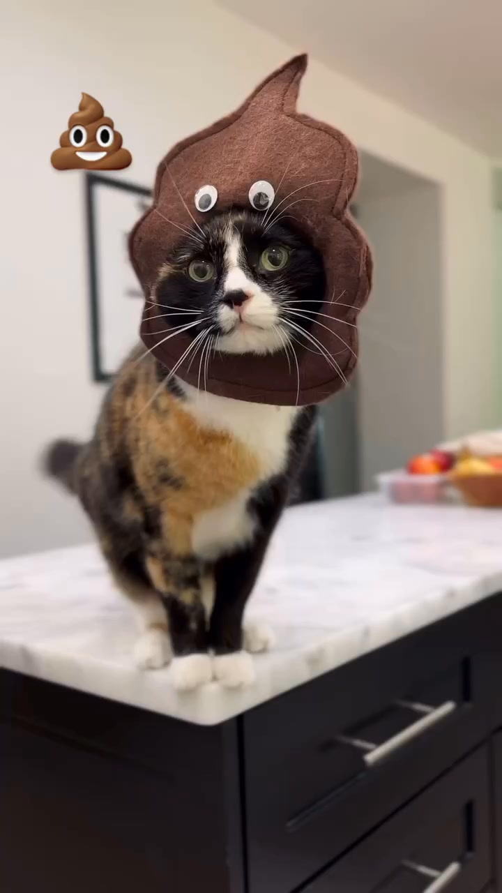 Ellie’s tip of the day: Would you knowingly step in poo?! Nope! You ...
