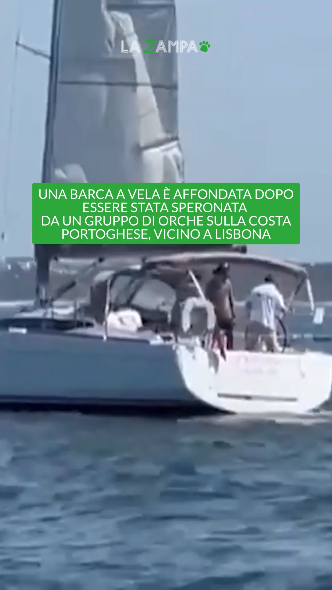 Una barca a vela è stata affondata da alcune orche sulla costa ...