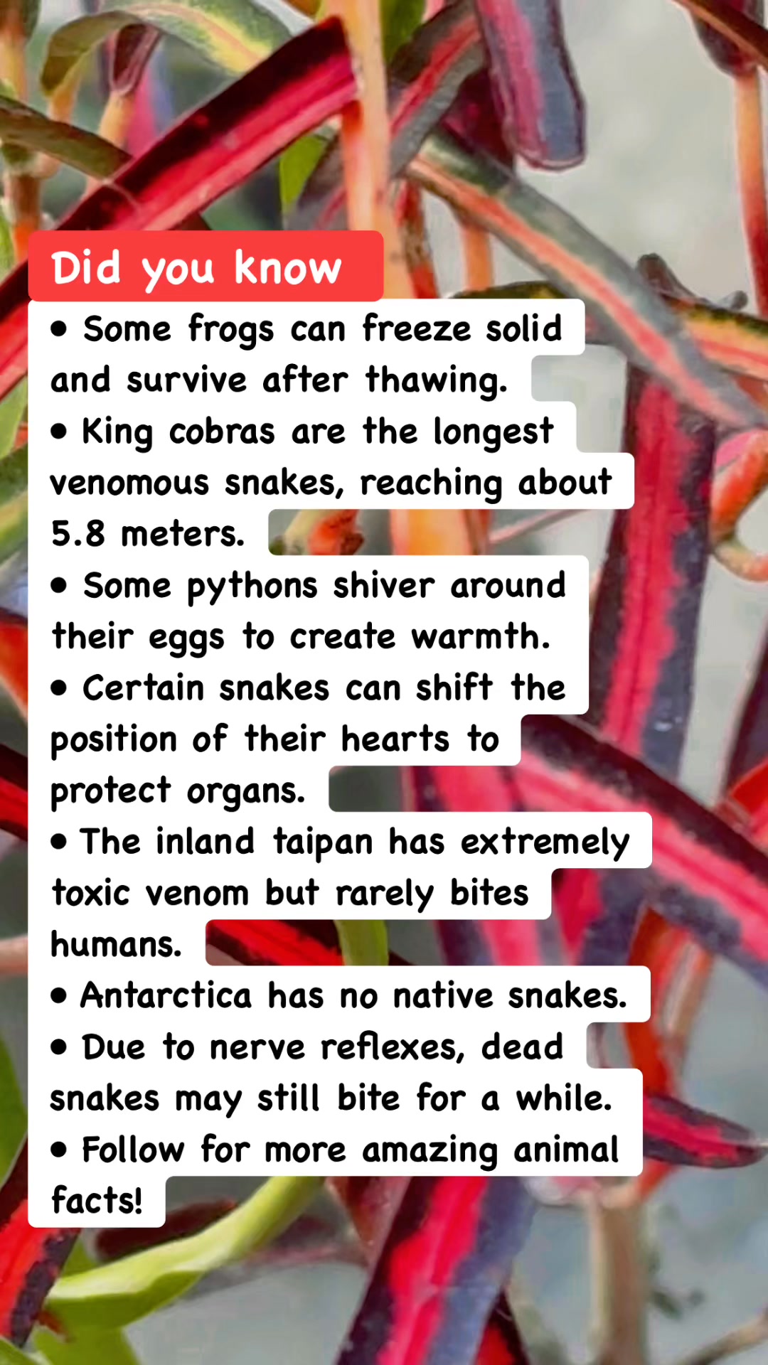 🐍 Deadly Snake Facts You Should Know 🐍#AnimalFacts #Snakes #DidYouKnow ...