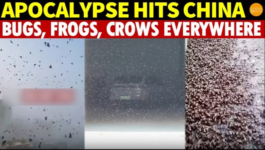 Apocalyptic Signs Over China: Black Clouds of Insects and Frogs Turn ...