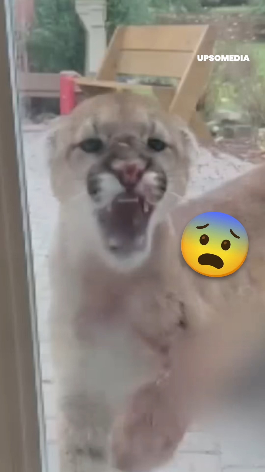 Meow Meow - This family was terrified. A cougar had taken... | Facebook