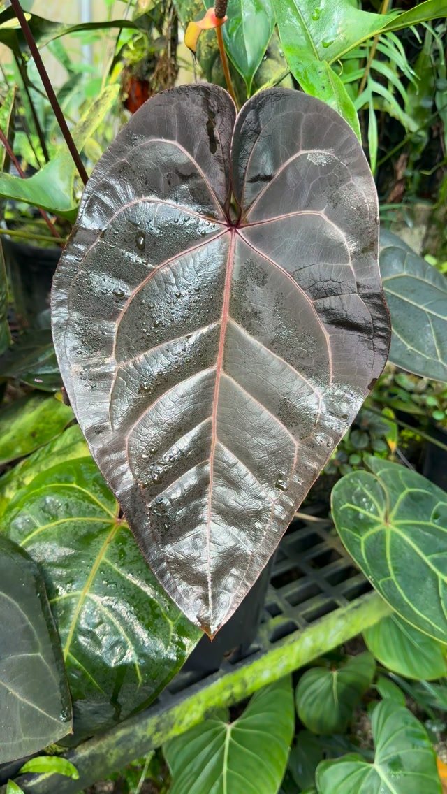 NSE - Getting curly! My hybrid Anthurium wendlingeri x