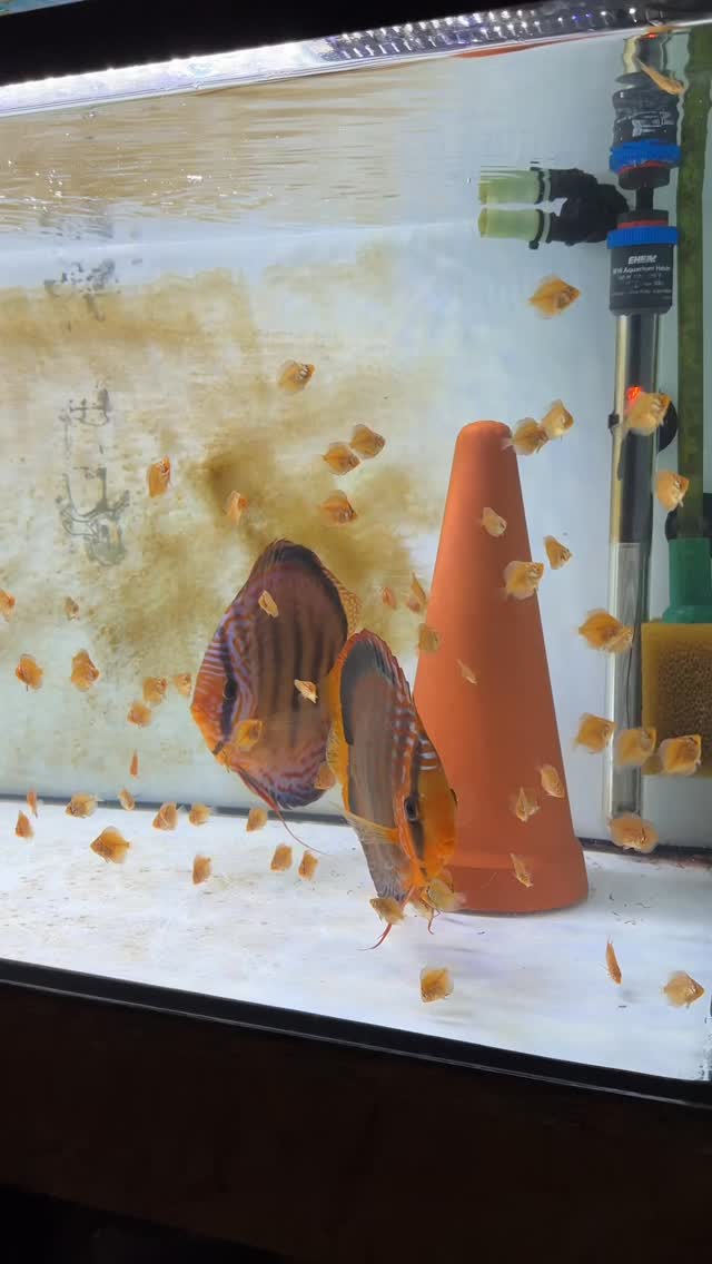 Day 22 of free swimming🧡 My discus fry are eating voraciously and ...