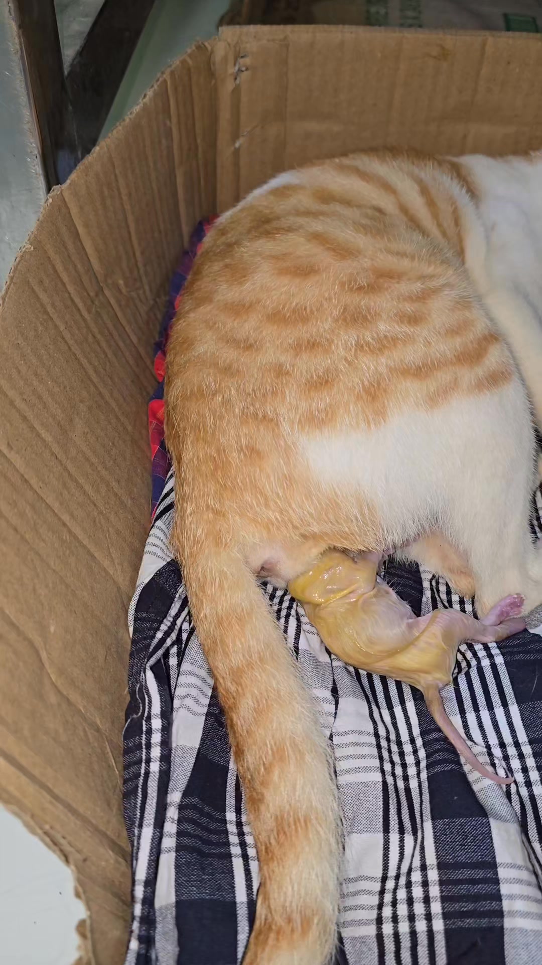 Mumma cat got help in delivery #cat #kitten #catdelivery #catlover # ...