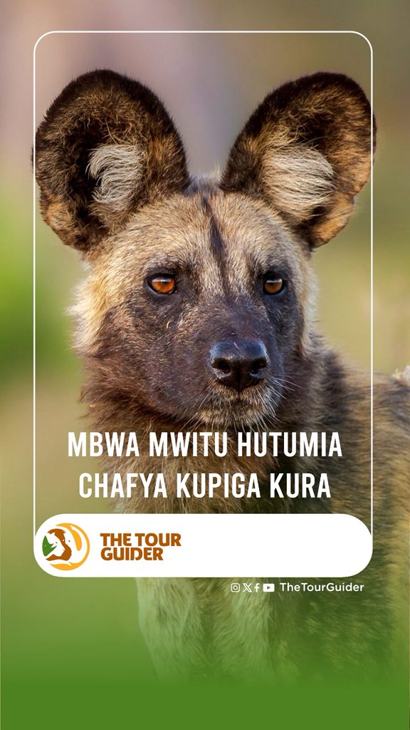 KUPIGA CHAFYA Ikiwa ni jambo lisilo la hiyari kwetu kitendo cha kupiga ...