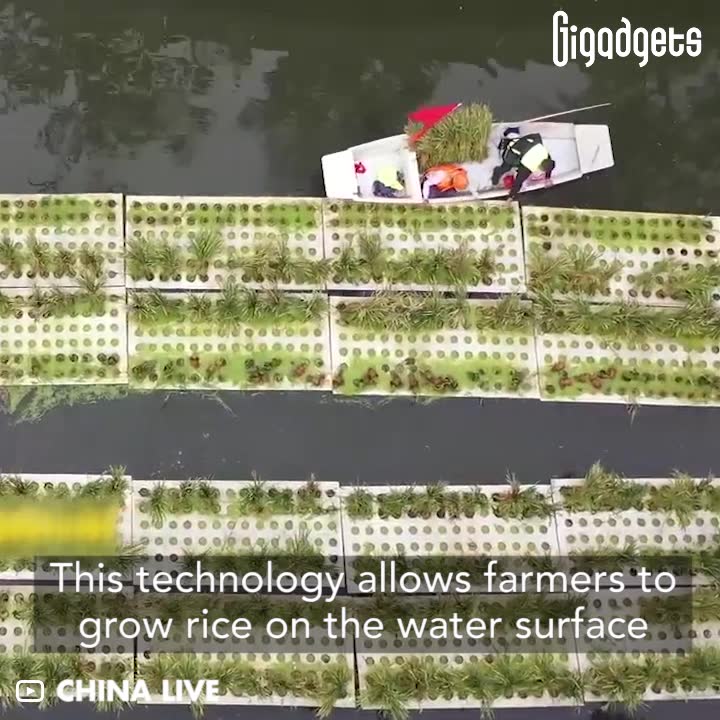 This technology allows farmers to grow rice on the water surface ...