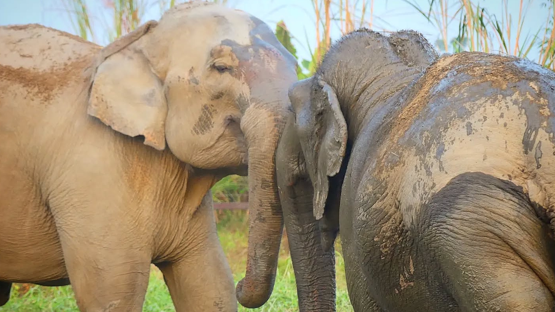 40-year-old captive elephant makes first friend We interviewed ...