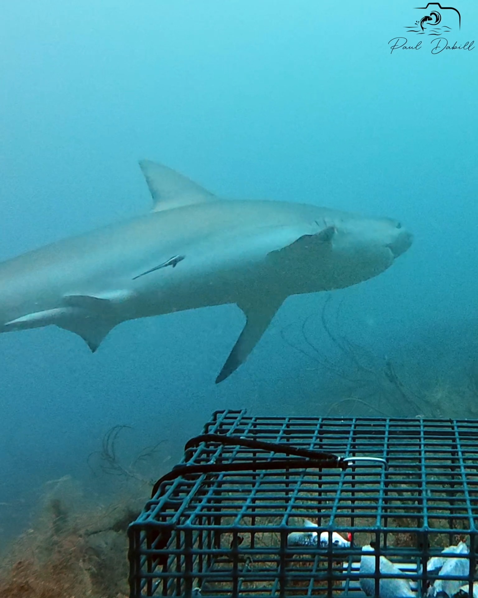 I dropped my underwater camera rig to the ocean floor with big chunks ...