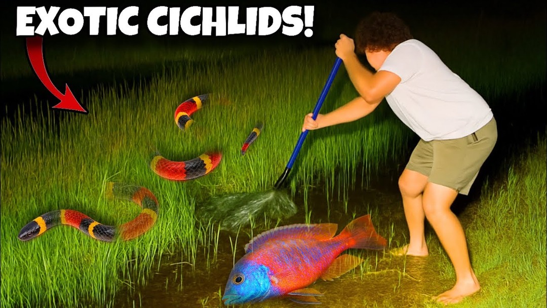 I Found VENOMOUS Snakes While Catching Rare Cichlids... | Rob’s ...