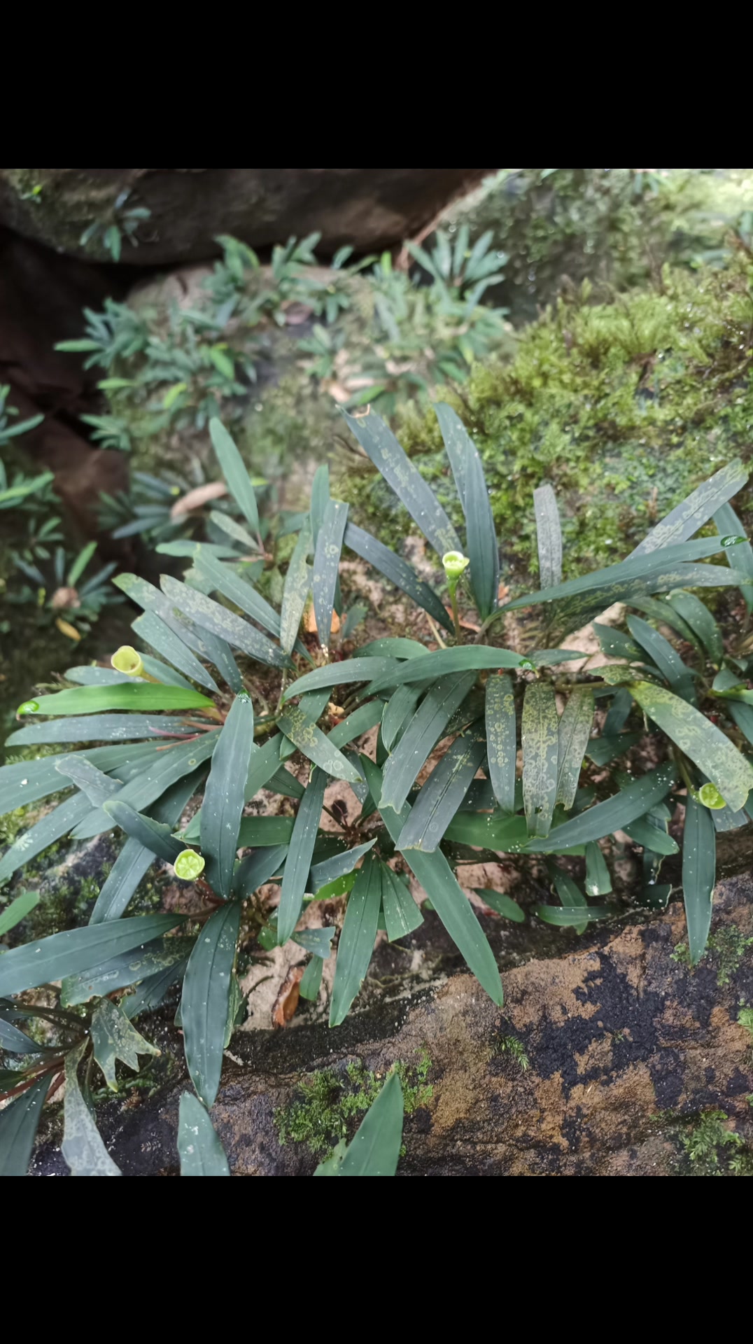 Bucephalandra motleyana from a sandstone jungle stream of Sarawak