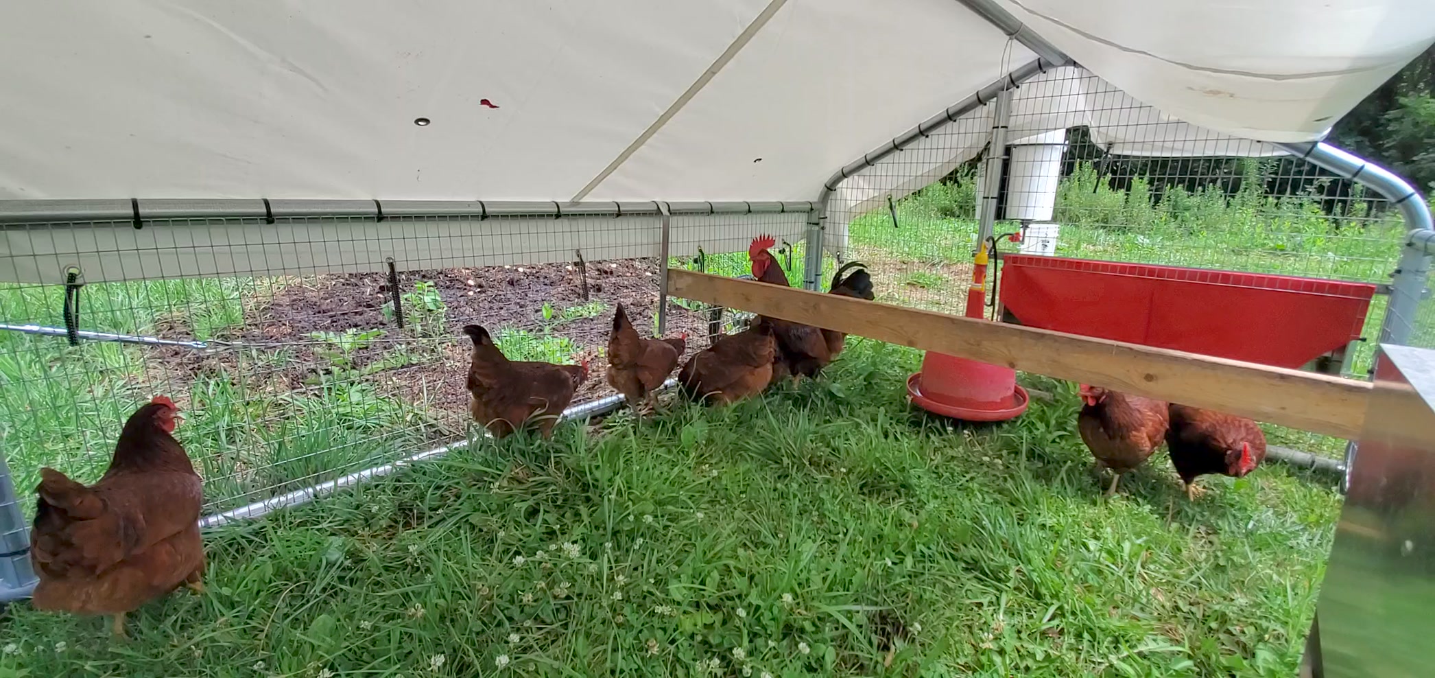 Fresh overview of the Chicken Ranger. | Chicken Ranger | Facebook