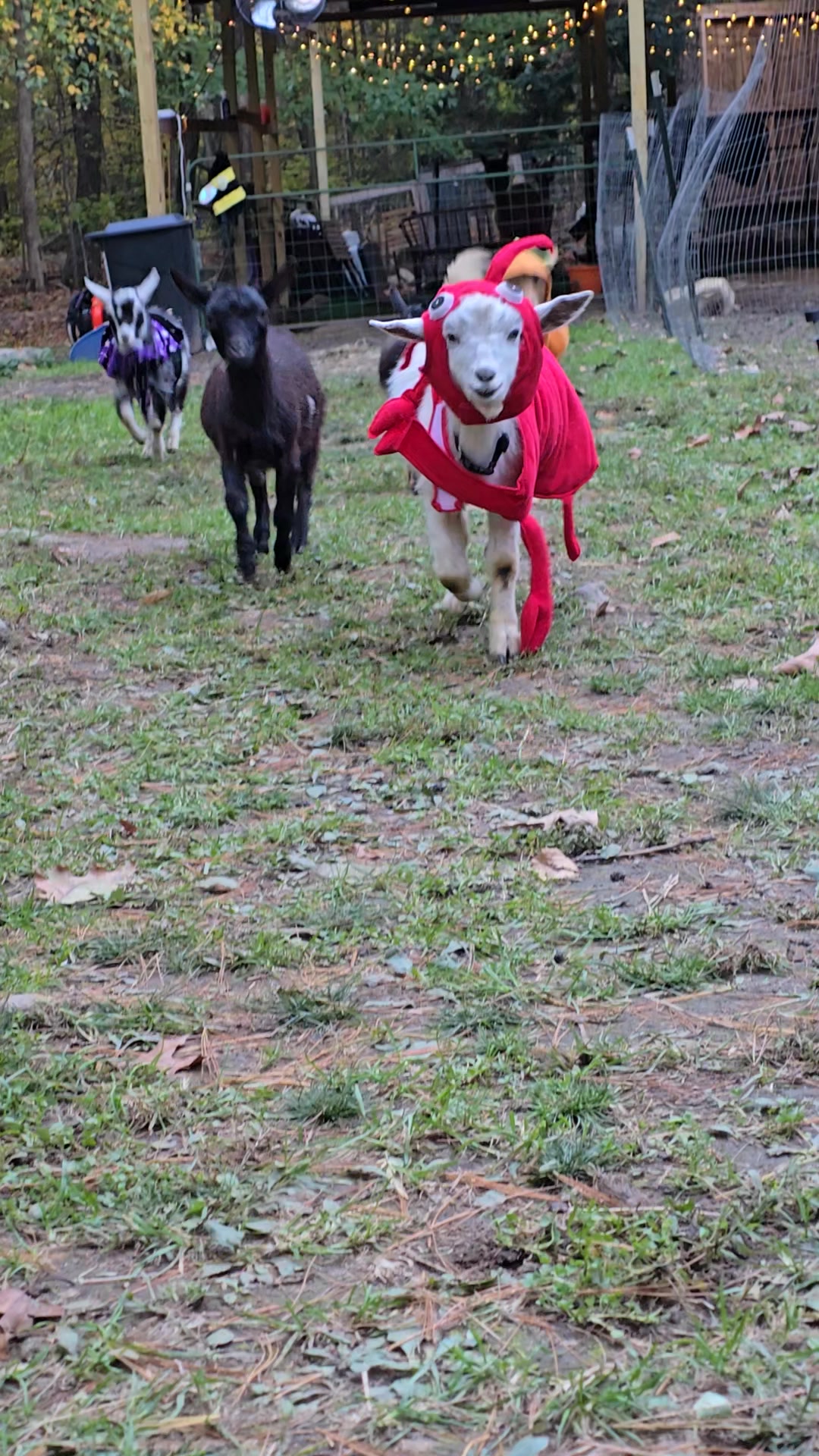 👻 Sneak peek! Our goats have been trying on their costumes, and they ...