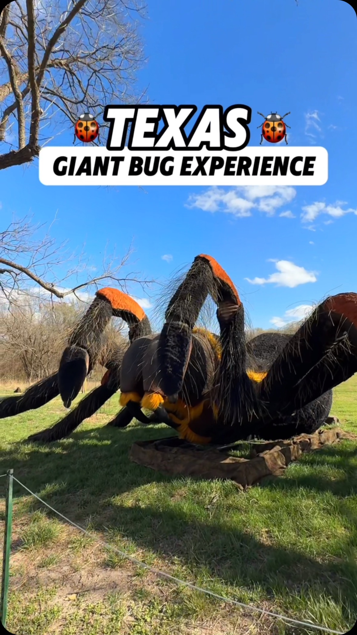 Step into the fascinating world of insects at the Heard Natural Science ...
