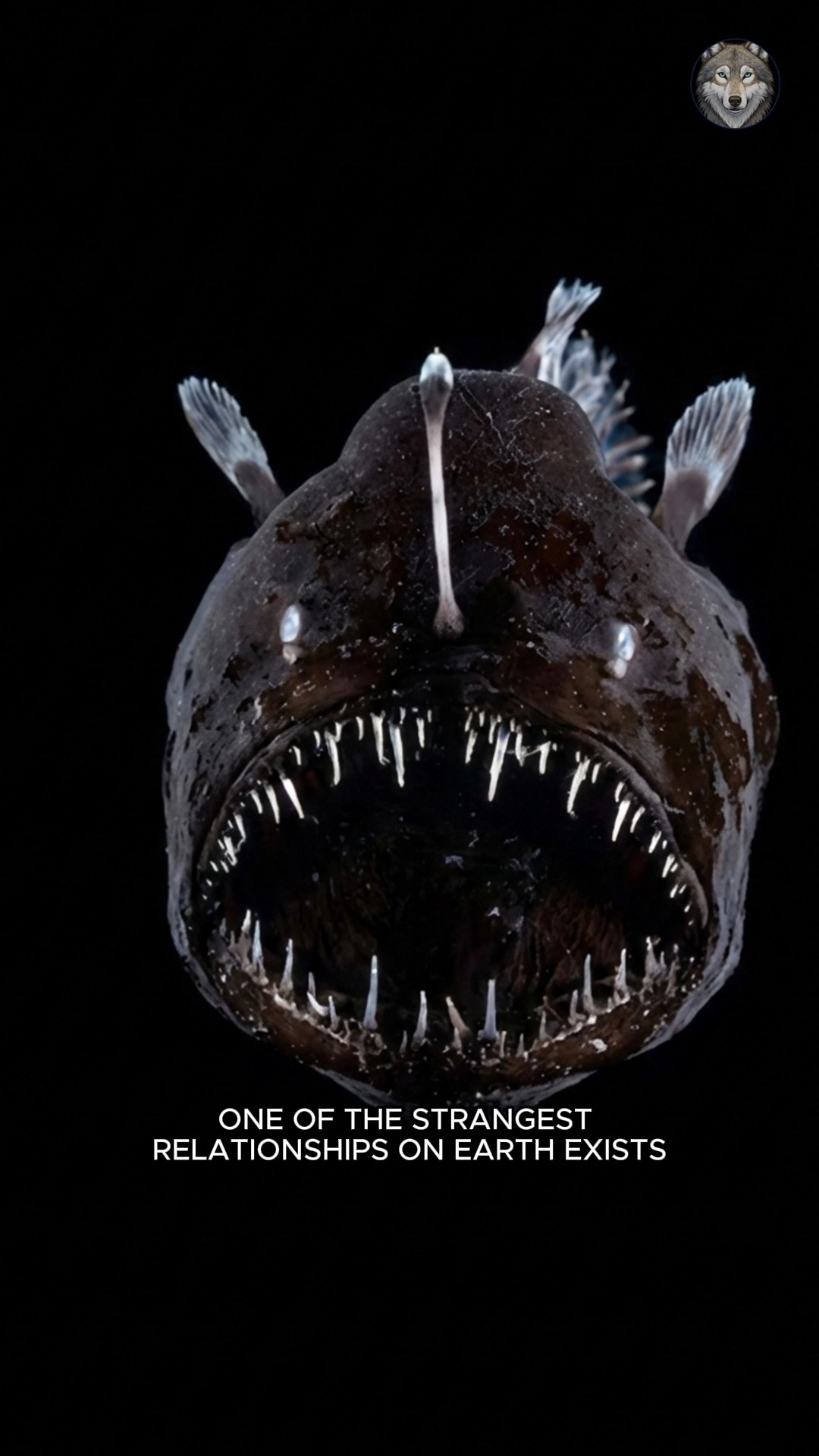 The Deep-Sea Fish That Fuses Into One Body 😨🐟 #NatureIsCrazy