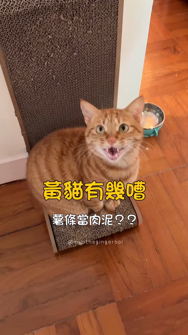 係咪要開返個系列 叫黃貓有幾蠢😂 人類隻手拎住嘢 就覺得佢有份 乜都叫一餐🐷 #米佬好多嗲#黃貓真係好多嘢講 #米佬 #港短 #唐貓 #米克斯 ...