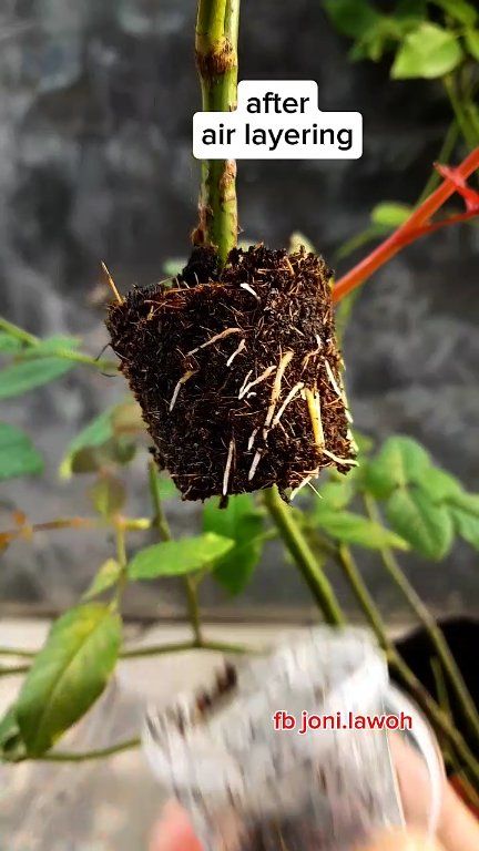 before after results air layering rose plants #ukgardens #roseplants # ...