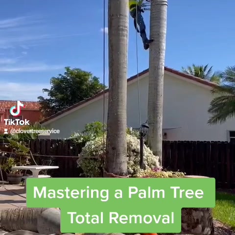 Clover Tree Service | Miami Shores FL