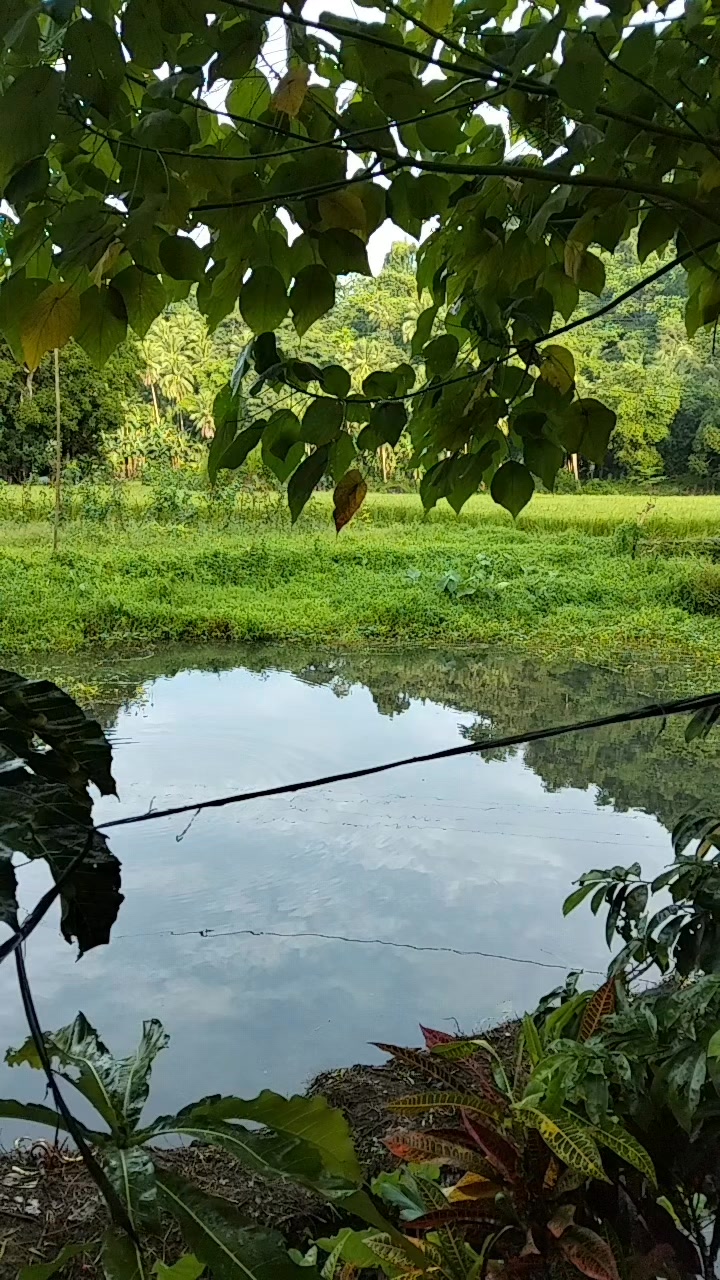 Talosog #fish #dalag #Hito | Jojo Polvorosa | Facebook