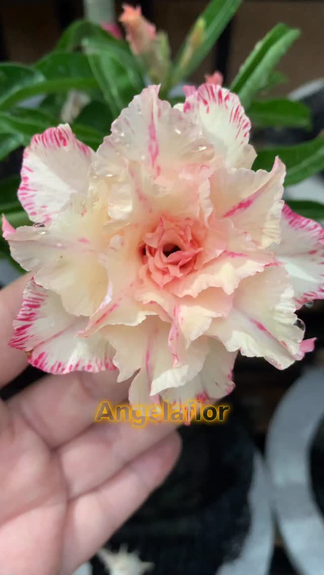 ID. Filó temos no catálogo 😍 | Flor Flor