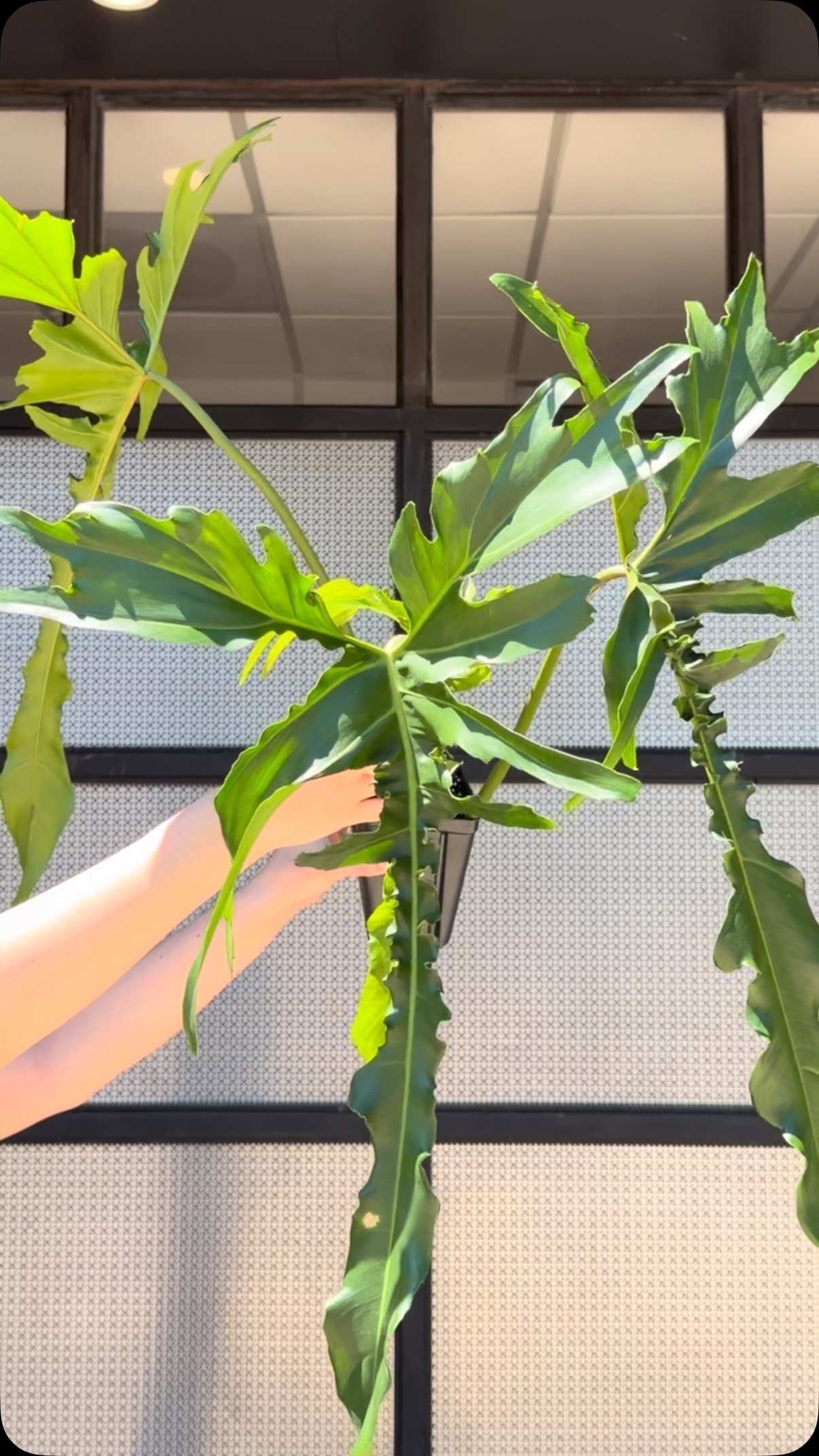 📸Philodendron 'Belle Isle' Named after Detroit's iconic island