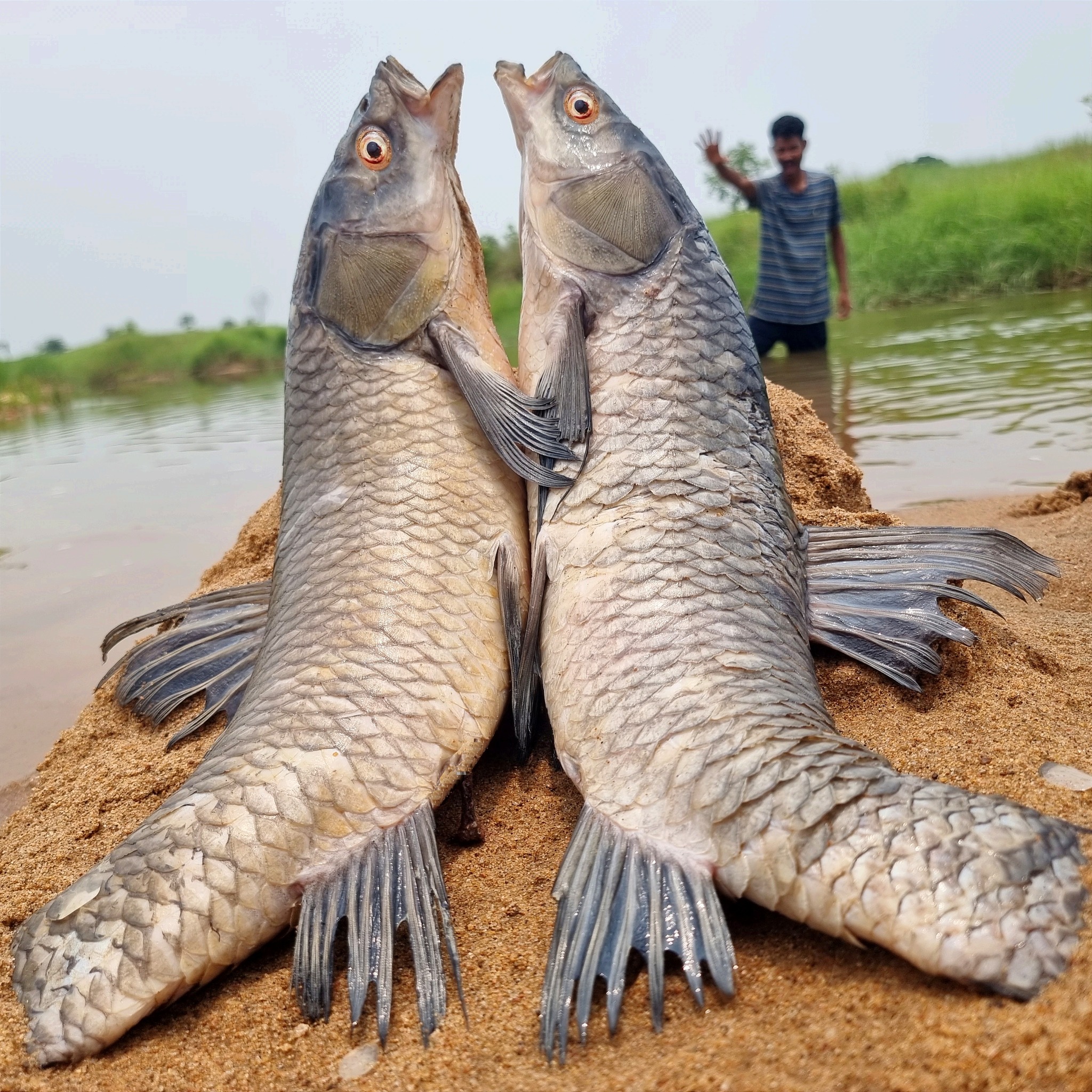 Unbelievable technique fish catching system river dry place catch big ...
